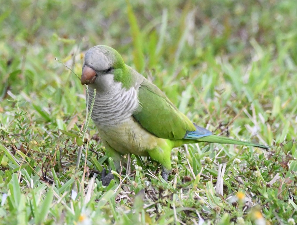 DSC_3564b.jpg
