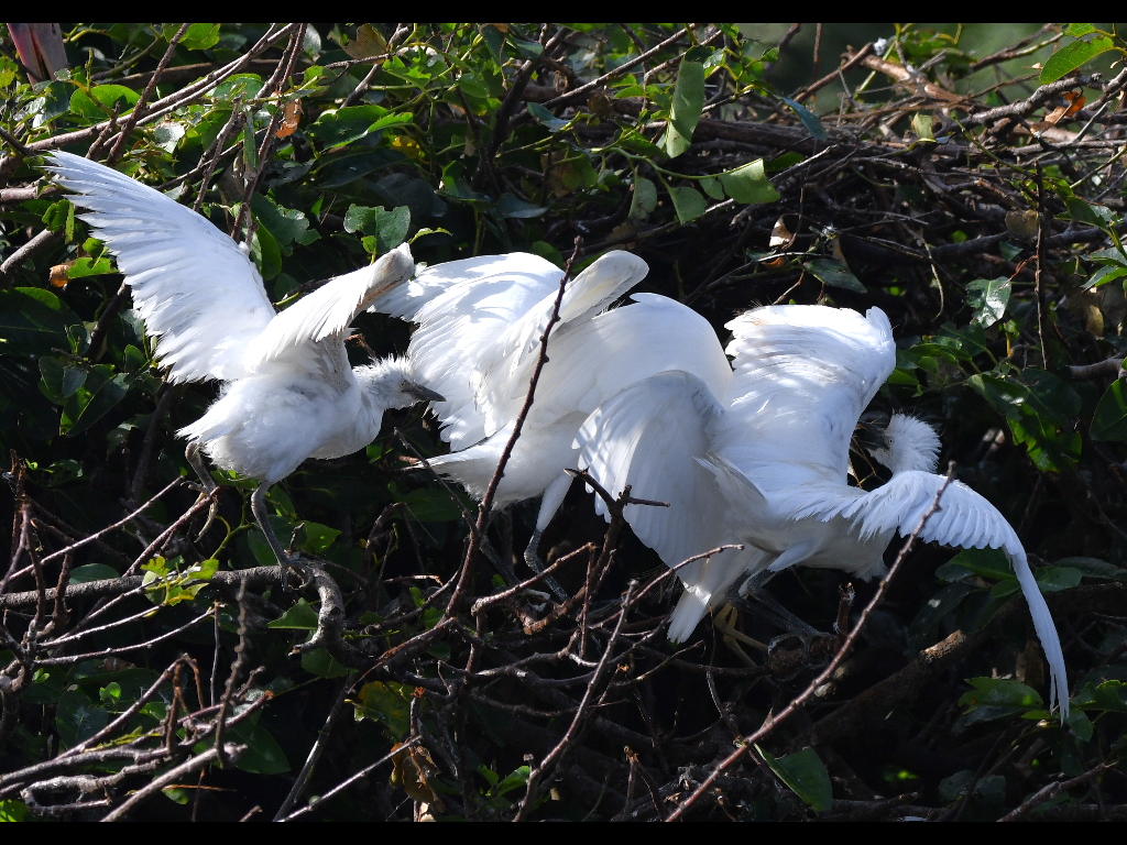 DSC_2773b.JPG