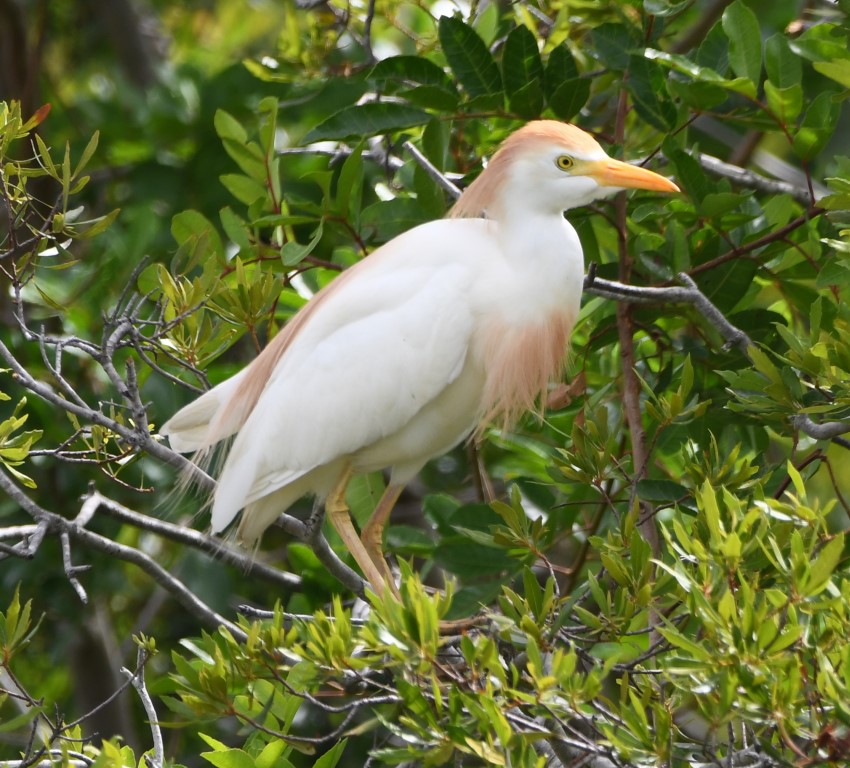 DSC_0515b.jpg