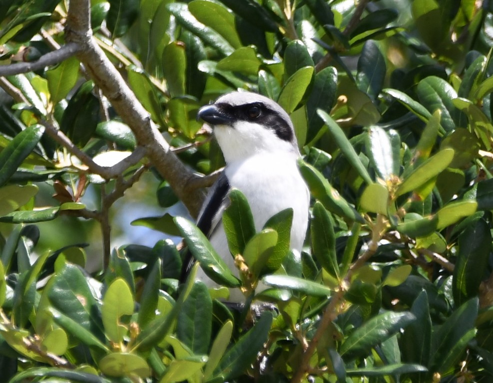 DSC_0705b.jpg