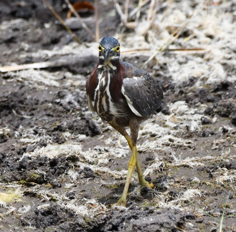 DSC_0762b.jpg