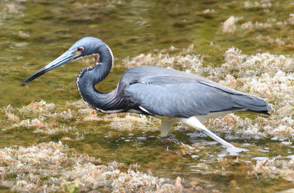 DSC_0787b.jpg