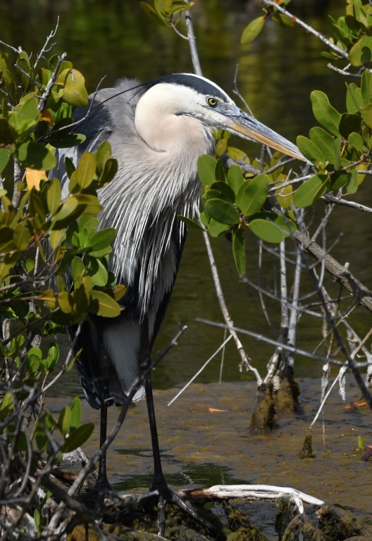 DSC_1170b.jpg
