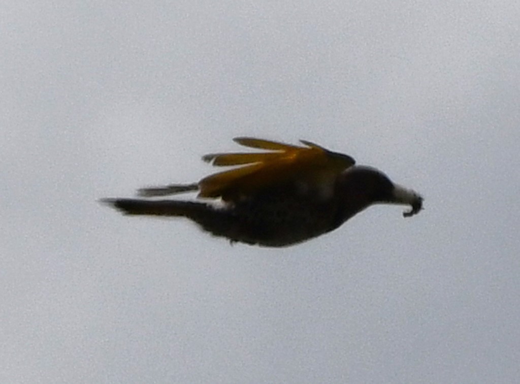DSC_1187b.jpg