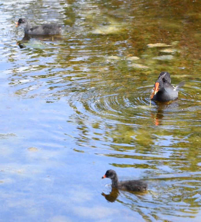 DSC_1248b.jpg
