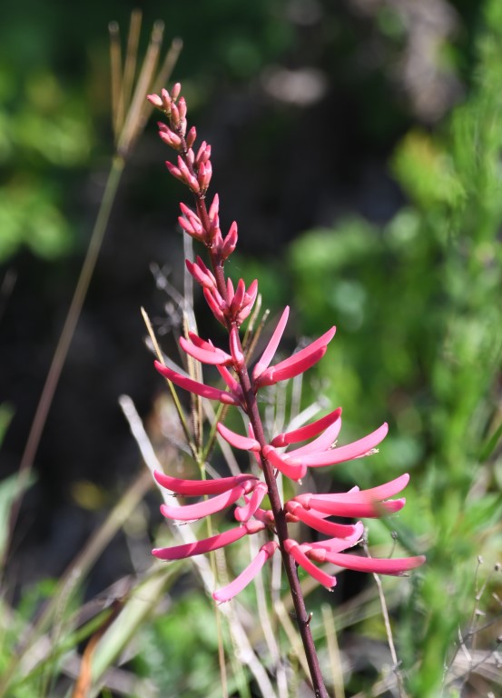 DSC_1266b.jpg