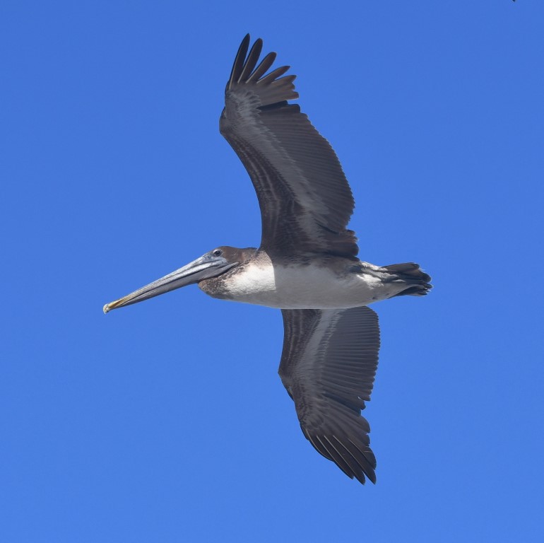 DSC_1385b.jpg