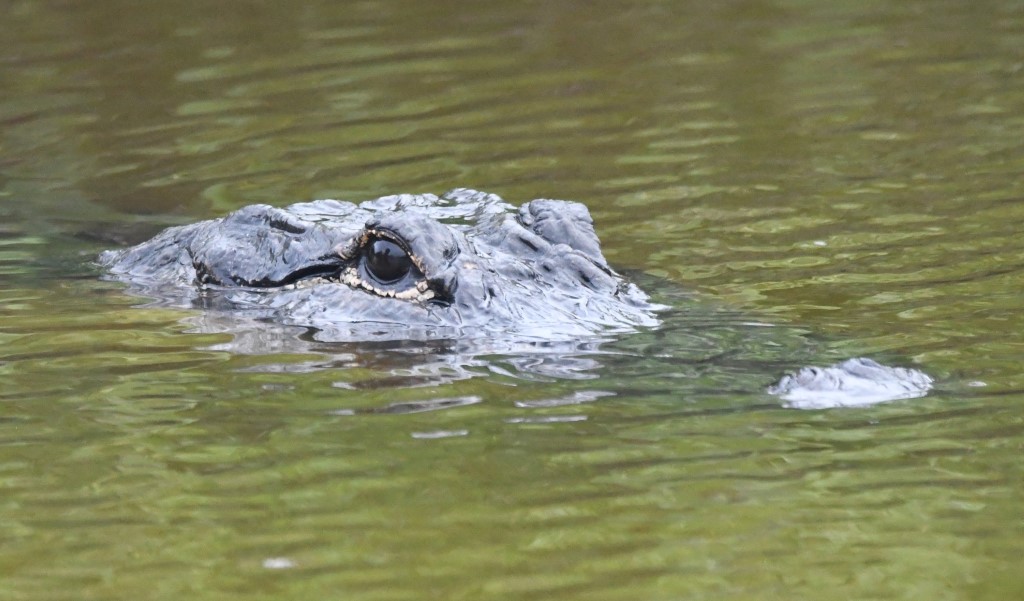 DSC_1436b.jpg