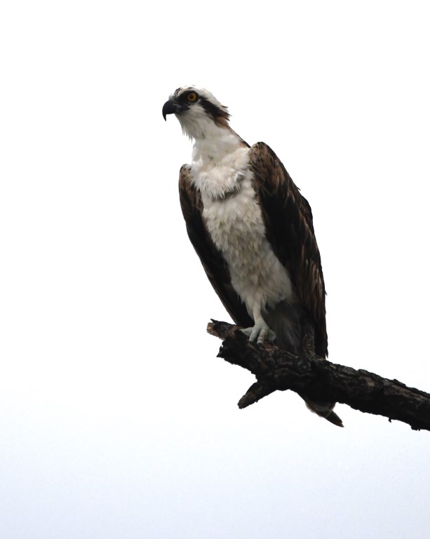 DSC_1476b.jpg