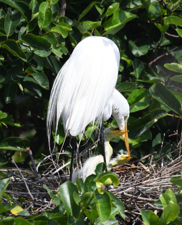 DSC_1511b.jpg
