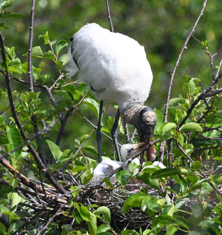 DSC_1519b.jpg
