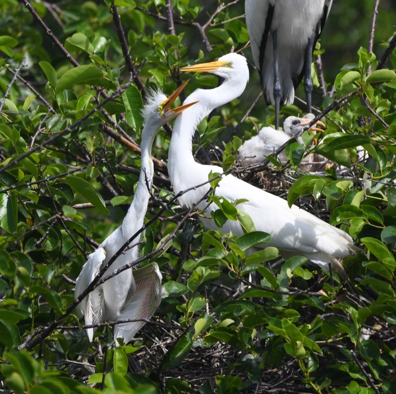 DSC_1548b.jpg