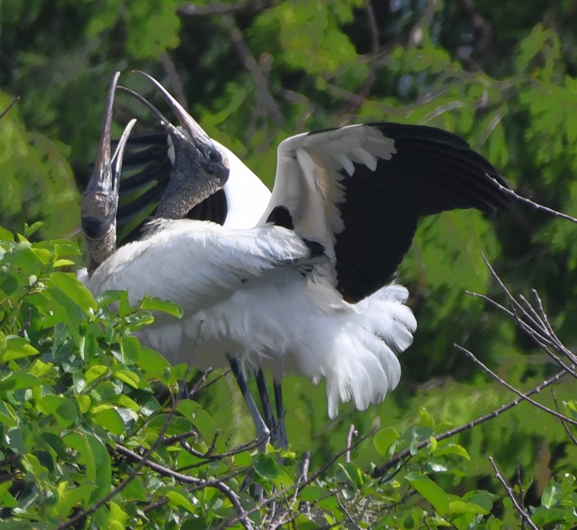 DSC_1581bb.jpg