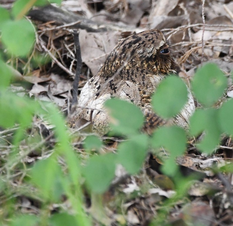 DSC_8941b.jpg
