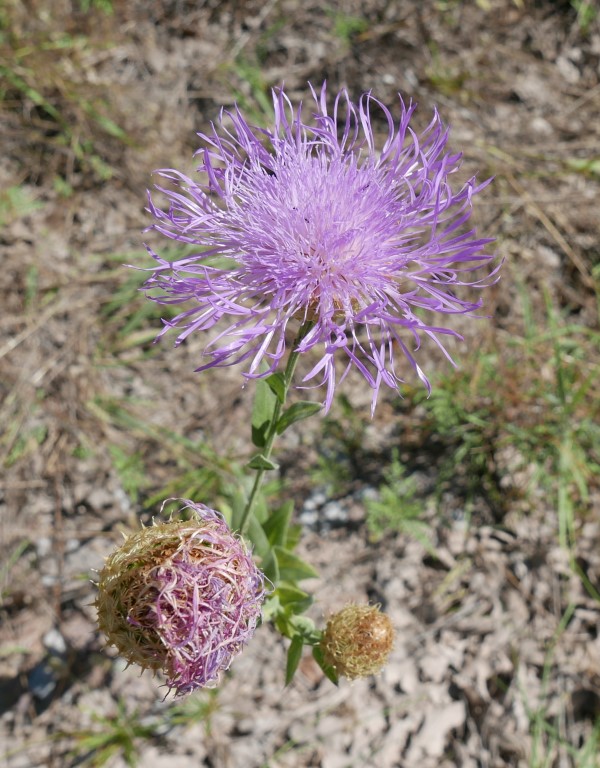 P1050179b.jpg