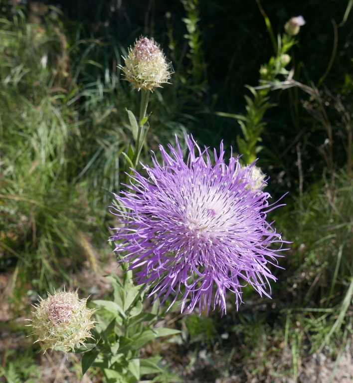 P1050186b.jpg