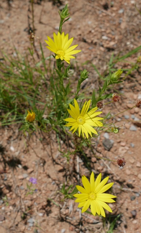 P1050239b.jpg