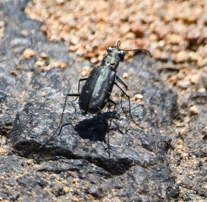 DSC_8515b.jpg