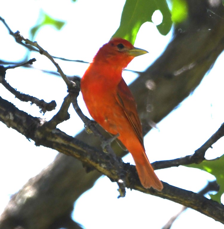 DSC_8576b.jpg