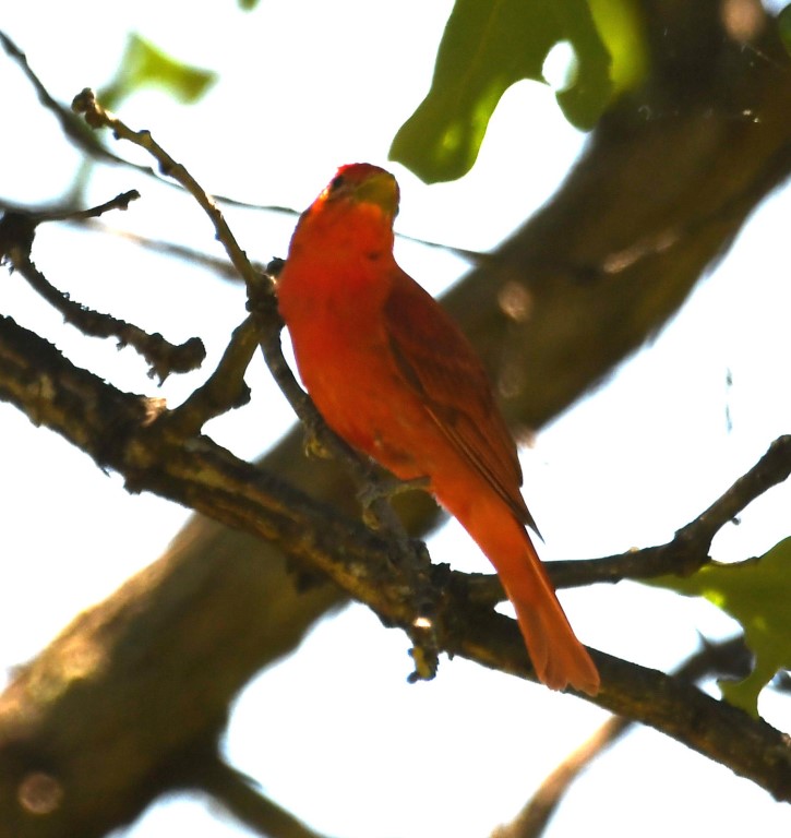 DSC_8578b.jpg