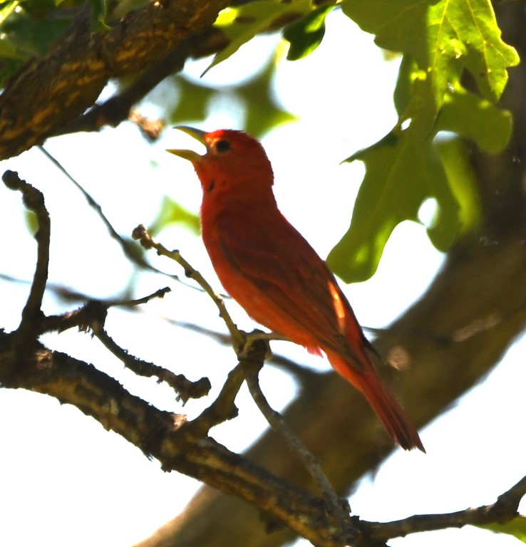 DSC_8580b.jpg