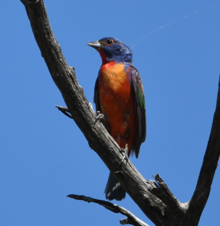 DSC_8631b.jpg