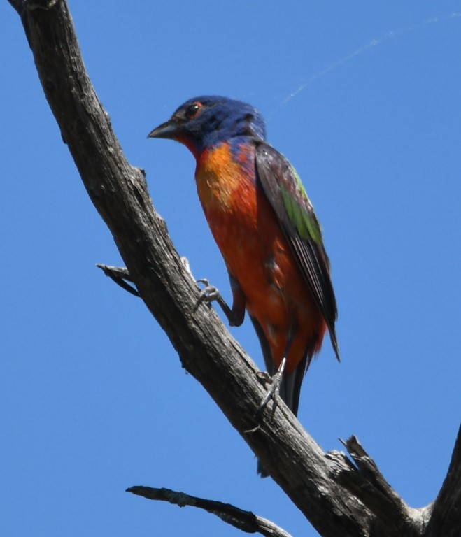 DSC_8632b.jpg