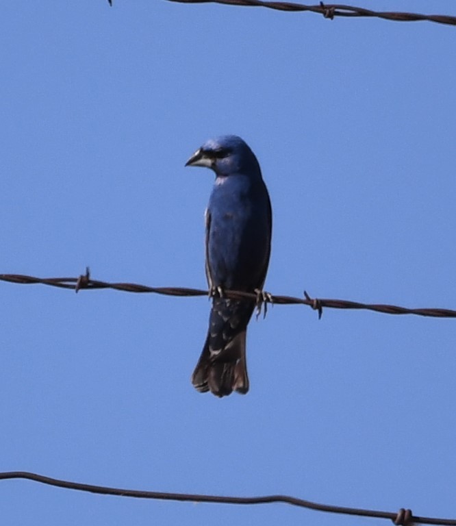 DSC_8853b.jpg