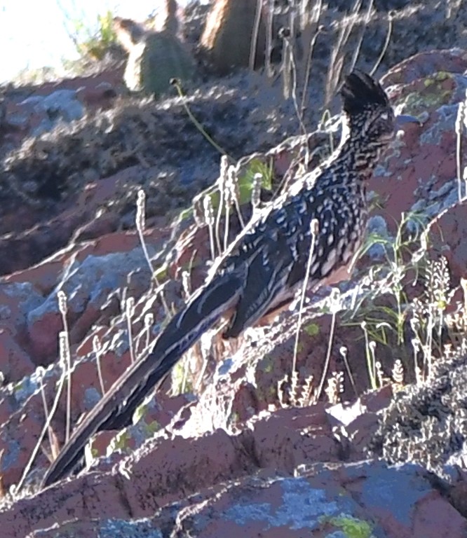 DSC_8903b.jpg