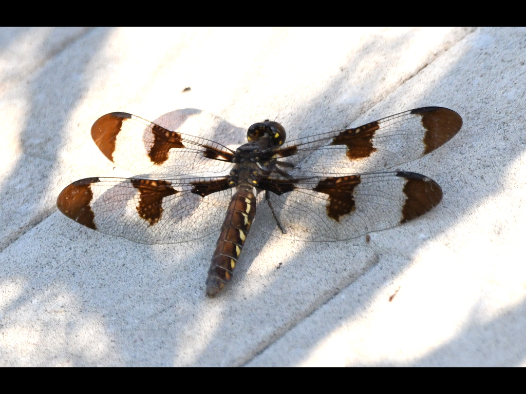 DSC_9015b.JPG