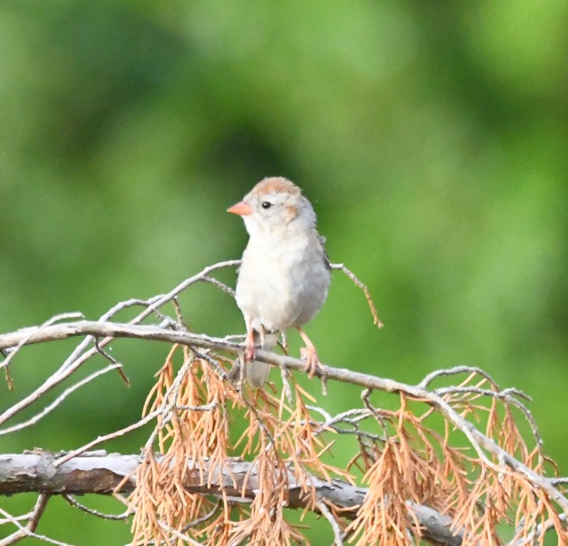 DSC_9087b.jpg