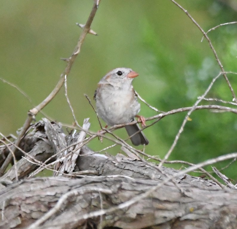 DSC_9100b.jpg