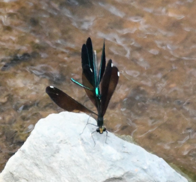 DSC_9162b.jpg