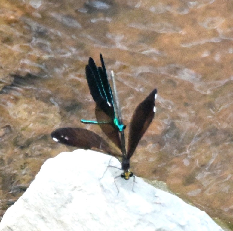 DSC_9166b.jpg