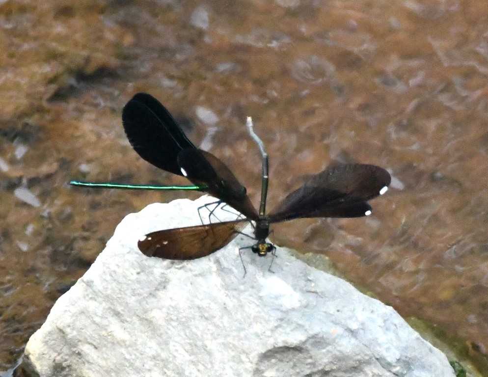 DSC_9173b.jpg