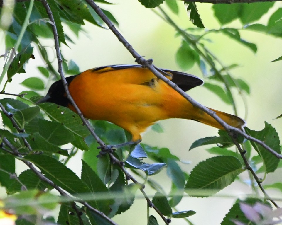 DSC_5667b.jpg