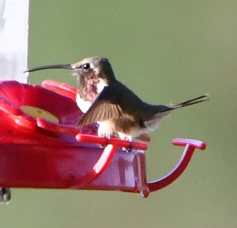 DSC_9736b.jpg