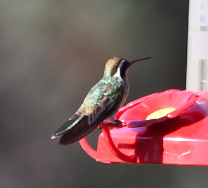 DSC_0214b.jpg