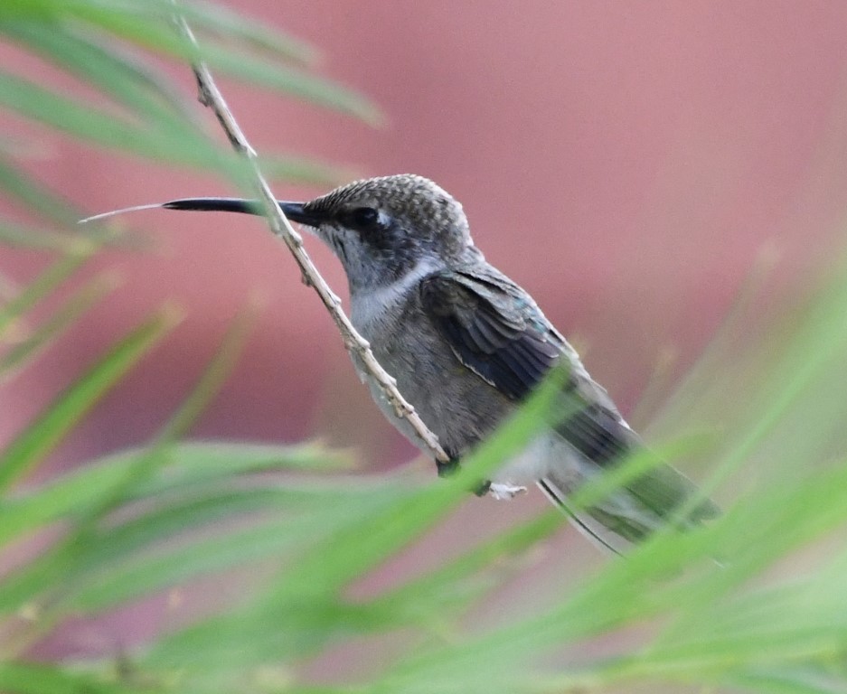 DSC_0516b.jpg