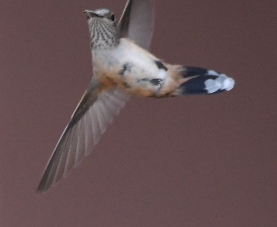DSC_0520b.jpg