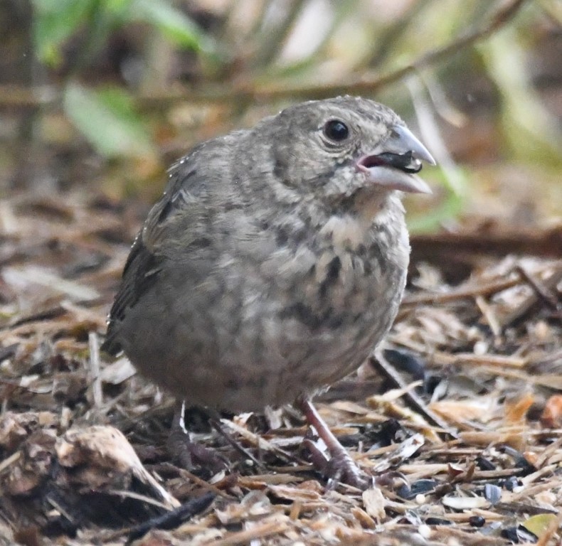 DSC_0558b.jpg