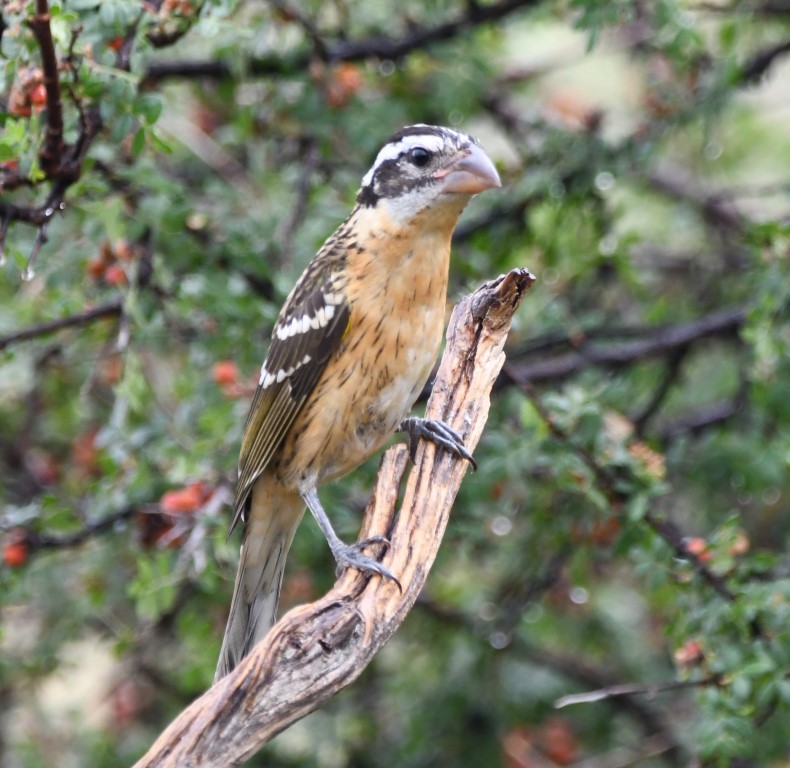 DSC_0759b.jpg