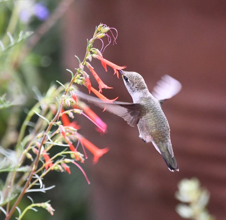 DSC_0822b.jpg
