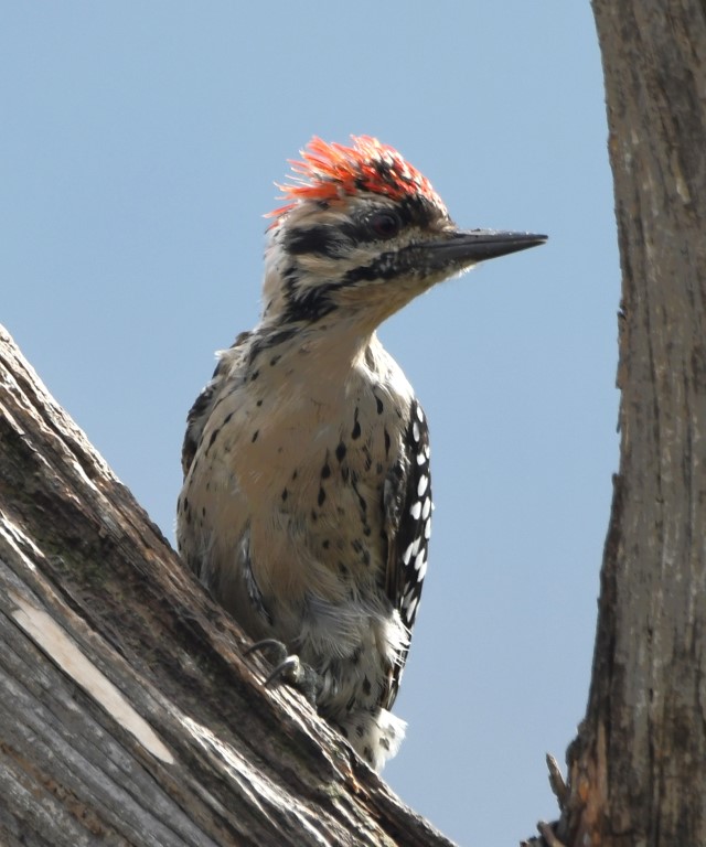 DSC_0844b.jpg