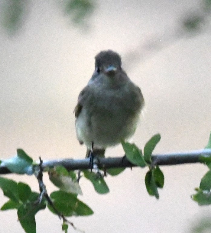 DSC_0856b.jpg