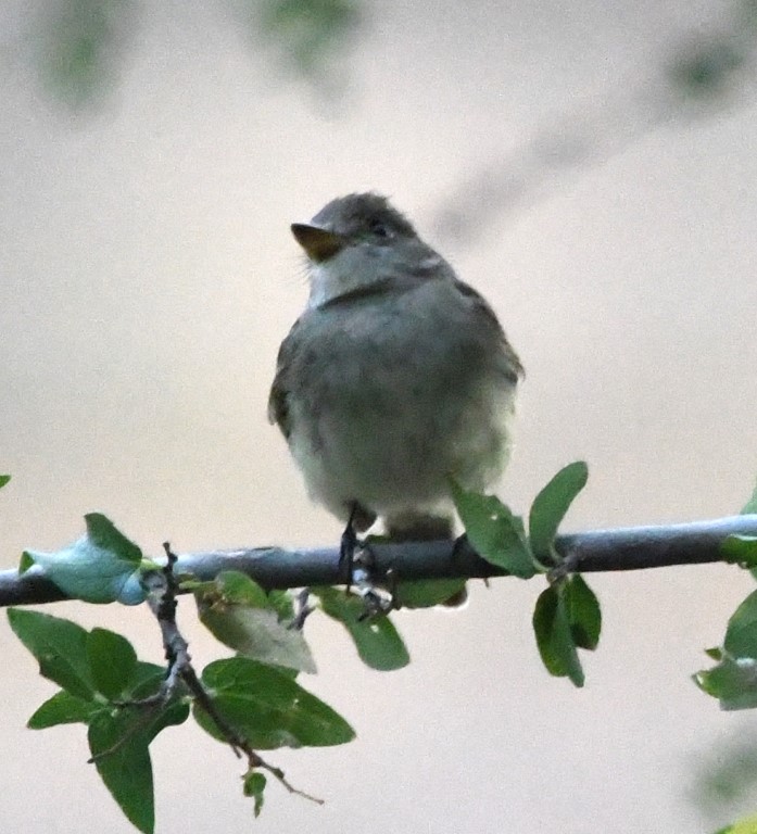 DSC_0860b.jpg