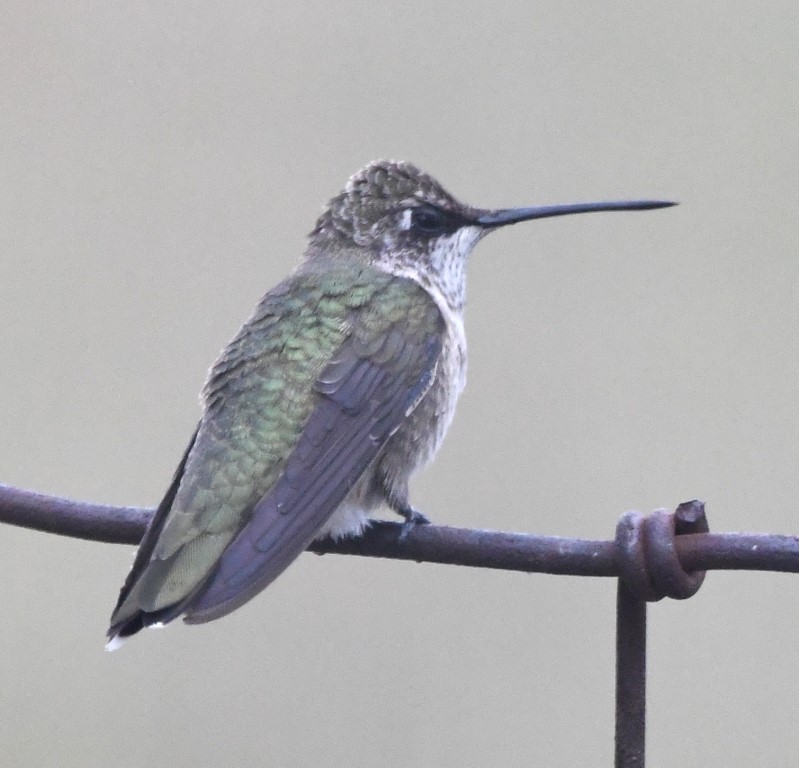DSC_0943b.jpg