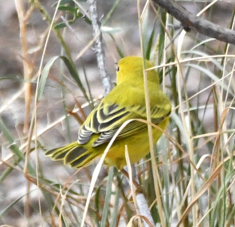 DSC_1002b.jpg