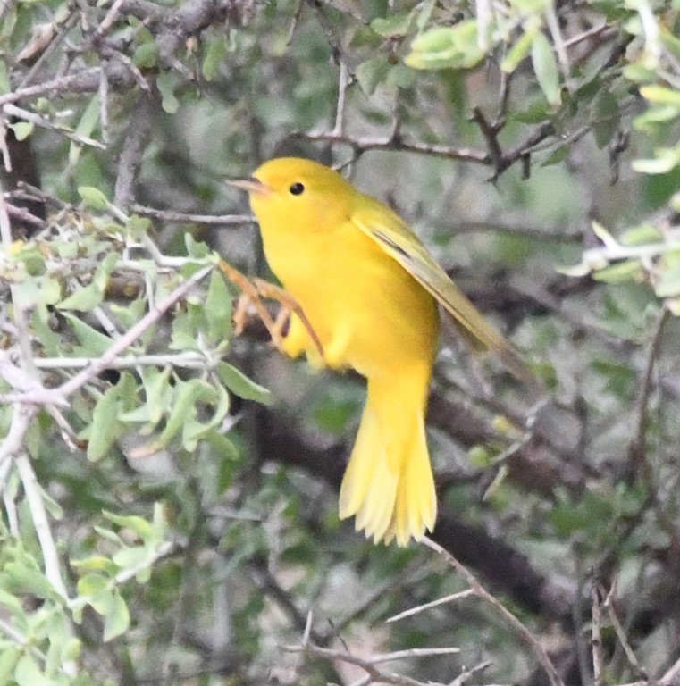DSC_1009b.jpg