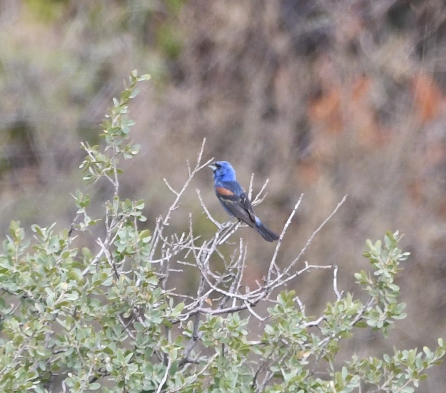 DSC_1120b.jpg